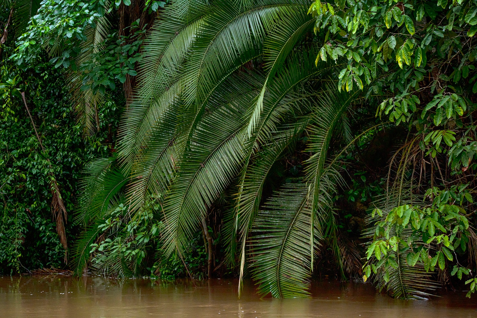 オザラ国立公園 コンゴ共和国。