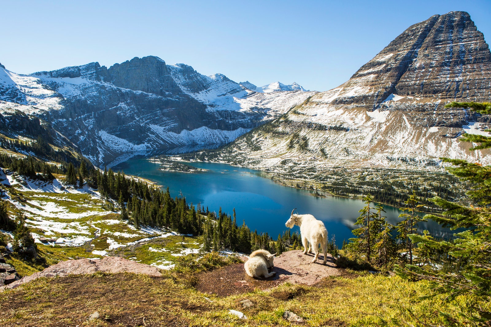 山中のターコイズブルーの湖の上の見晴台に立つヤギ。