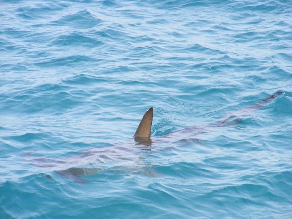 大西洋でのサメの目撃情報