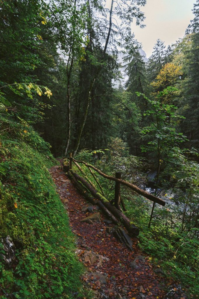 森の中の小川にかかる木の橋。
