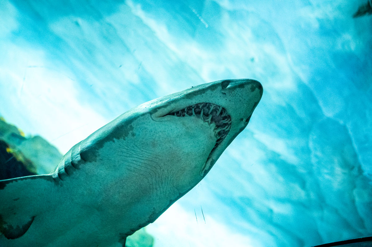 シーワールド、特別な「究極のサメ体験」チケットでサメウィークを祝う