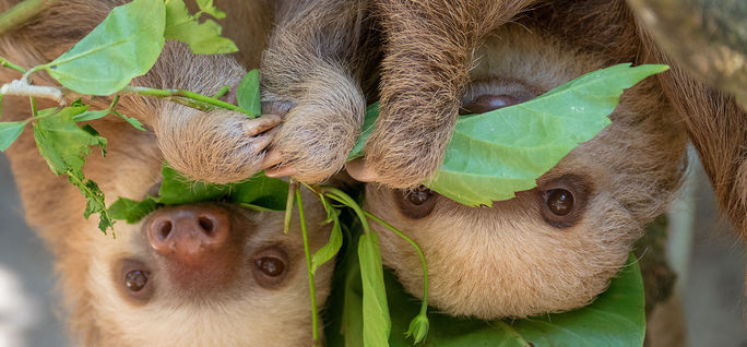 コスタリカの木からぶら下がっている2匹のナマケモノの赤ちゃん